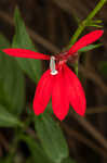 Cardinal flower